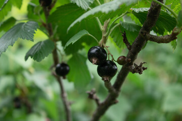 black currant bush