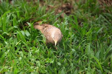 Ceylon Rufous Babbler (Turdoides rufescens) collects food on the lawn. Sri Lanka endemic species,...