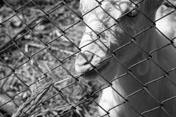 
goat behind the fence