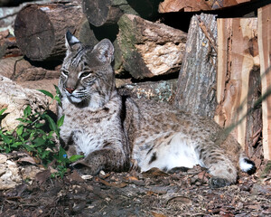 Bobcat Stock Photos.  Bobcat animal close-up profile view. Portrait. Picture. Image. Photo.