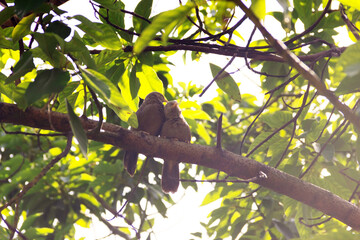 Mating interactions, pair-bonding: mutual cleaning of the plumage (preening). Ceylon Rufous Babbler...