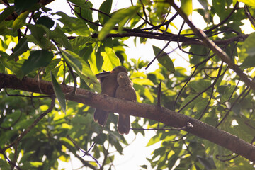 Mating interactions, pair-bonding: mutual cleaning of the plumage (preening). Ceylon Rufous Babbler...