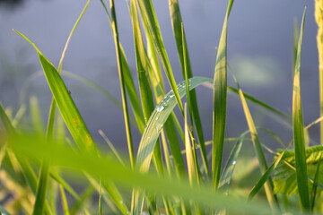 Obraz premium green grass with droplets on a blue background