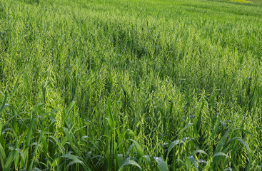 Young green oats on a field in rainy weather. Oat field with raindrops. Field of young green oats. The concept of a good harvest, agricultural industry.
