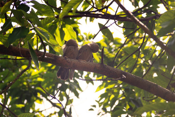 Mating interactions, pair-bonding: mutual cleaning of the plumage (preening). Ceylon Rufous Babbler...