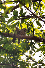 Mating interactions, pair-bonding: mutual cleaning of the plumage (preening). Ceylon Rufous Babbler...