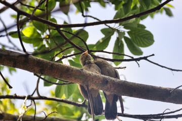 Mating interactions, pair-bonding: mutual cleaning of the plumage (preening). Ceylon Rufous Babbler...
