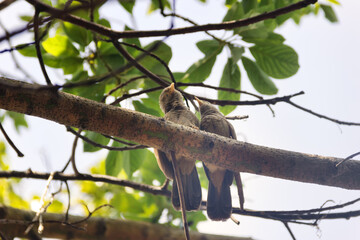 Mating interactions, pair-bonding: mutual cleaning of the plumage (preening). Ceylon Rufous Babbler...