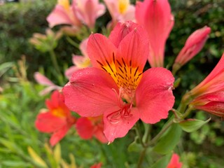 Peruvian lily, reddish-brown petals, overlapping petals, stalks in the center of green petioles
