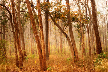 Winter (February) deciduous and semi-deciduous tropical forests in the mountains of Southeast Asia.