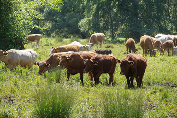 Fototapeta premium Cattle cows and calves graze in the grass. keeping cattle under the open sky. Blue sky with clouds. Europe Hungary