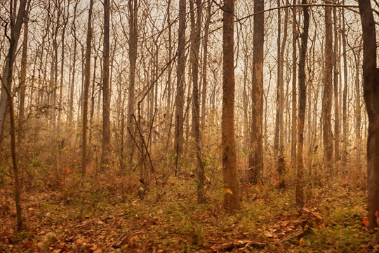 Winter (February) deciduous and semi-deciduous tropical forests in the mountains of Southeast Asia.