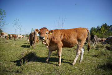 A young cow calf is watching the meadow curiously. Even more cattle can be seen in the background. Forest, blue sky, clouds. Europe Hungary