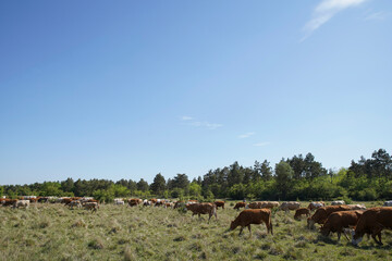Cattle cows and calves graze in the grass. Cattle breeding free range. Europe Hungary