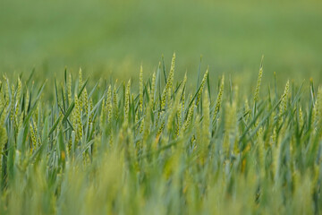 Wheat or barley field photographed close up in sunny weather. Small depth of field.