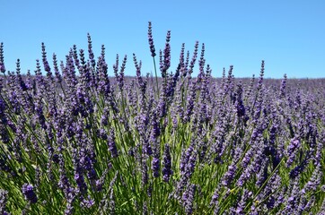 Naklejka premium Lavender field in Provence, France, closeup of purple flowers, blue sky background