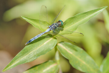 libellule bleue sur feuille verte