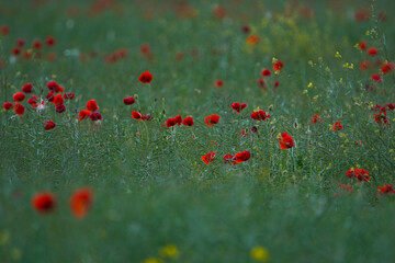 Fototapeta premium Red poppy flowers in a rapeseed plantation. Rapeseed crop before harvest. Soft focus blurred background. Europe Hungary