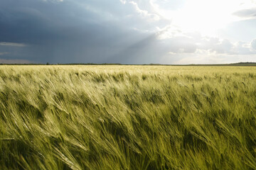 The wind blew wheat or barley field. Above it dark rain clouds and bright sun. beautiful landscape