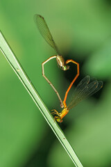 accouplement de libellules oranges sur fond vert
