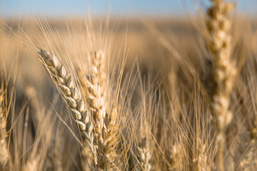 Fototapeta premium spikelets of golden wheat in bright sunlight on the field. selective focus. Agriculture, agronomy, industry concept