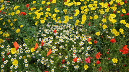 Field Of Wild Meadow Flowers