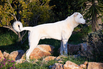 Fototapeta premium adult estrela mountain dog in korning light in the garden