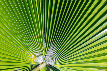 Fototapeta premium background of harmonic structure of a palm leaf