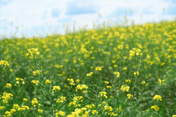 beautiful summer landscape - a meadow with yellow flowers in the forest on a bright Sunny day