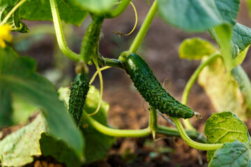 Cucumber gherkin fruit Cucumis Sativus plant hanging on the trellis in summer kitchen garden