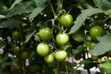 Unripe tomatoes on a branch in the ground in a greenhouse. Green organic tomatoes in the vegetable garden.