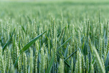 Close-up of green wheat on an agricultural field. Young wheat ears growing and ripening in organic...