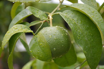 green orange fruit on tree