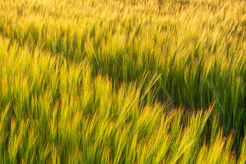 Close up of barley
