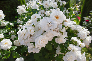 large bush is strewn with delicate beige flowers, many fragrant flowers, buds are open and will soon begin to fall,  sun's rays fall unevenly on a plant in  park,