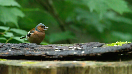 bird, natur, wild lebende tiere, robin, tier, ast, finch, bird, wild, green