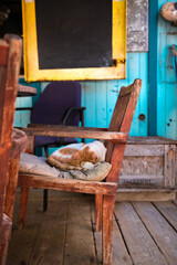 lazy cat chills on a chairold wooden chair