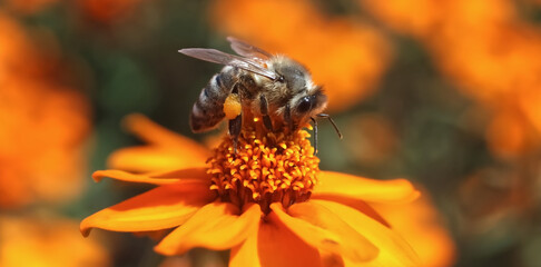 Closeup of a honey bee collecting pollen on orange zinnia flowers