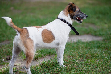 Obraz premium Jack Russell for walk in park, dog in collar, an active animal is ready to run,