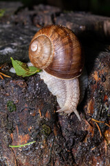 schnecke, tier, natur, schale, bedächtig, garden, makro, braun, green, 
