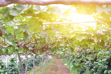 Row of vineyard grape in sunlight background.