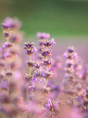 Flowering lavender. Lavender close-up. 
Field of lavender. Selective focus