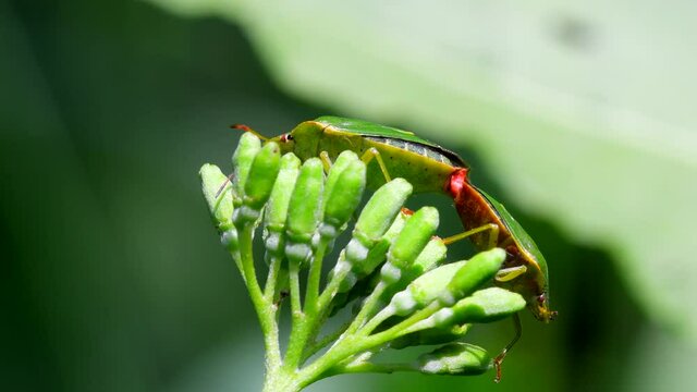 Common Green Shieldbug in copulation. Their Latin name is Palomena prasina.