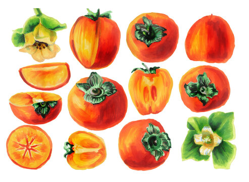Set of  persimmons whole and with slices and flowers. Watercolor collection of exotic fruits isolated on a white background. Watercolor illustration of a delicious persimmon. Healthy diet.