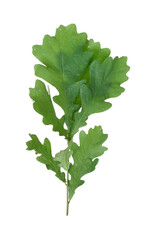 Green branch of oak isolated on white  background