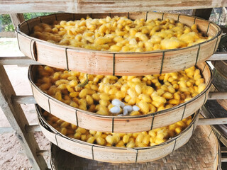 silkworm cocoons in weave bamboo  baskets