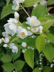 Beautiful flowers in the garden