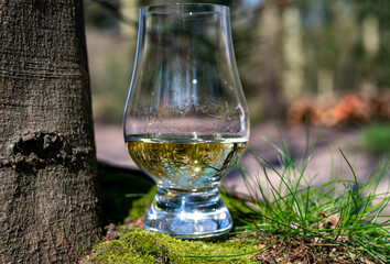 Tasting of scotch single malt whisky from Islay island, most intensely flavoured of all whiskies in Scotland