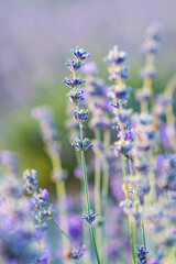 Flowering lavender. Lavender close-up. 
Field of lavender. Selective focus