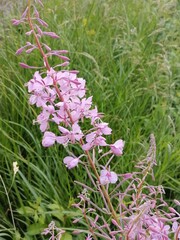 Fototapeta premium Beautiful flowers in the garden